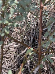 Acmispon dendroideus dendroideus