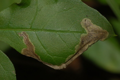 Liriomyza orilliensis
