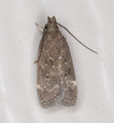 Helcystogramma melantherella
