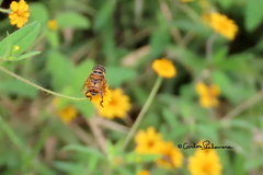 Palpada vinetorum
