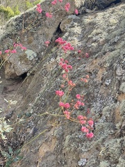 Eriogonum grande rubescens
