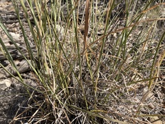 Bothriochloa springfieldii