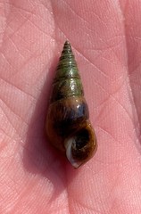 Pleurocera attenuata