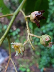 Saurauia rubiformis