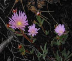 Lampranthus glomeratus