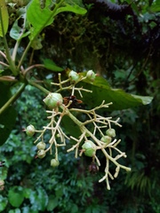 Saurauia rubiformis