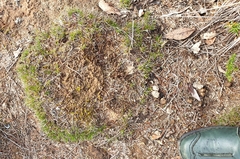 Schoenus breviculmis