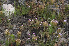 Lampranthus glomeratus