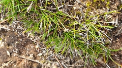 Schoenus breviculmis