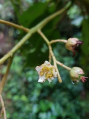 Saurauia rubiformis