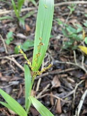 Paspalum langei