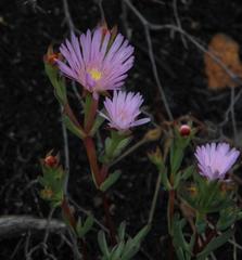 Lampranthus glomeratus