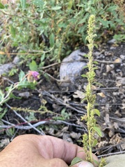 Amaranthus torreyi