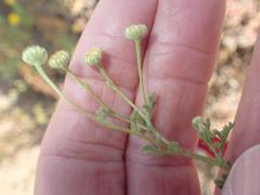 Foveolina dichotoma