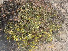 Foveolina dichotoma