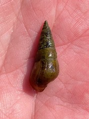 Pleurocera attenuata