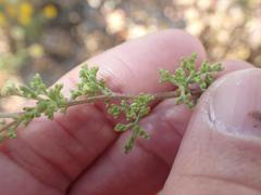 Foveolina dichotoma