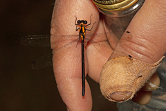 Austroargiolestes chrysoides