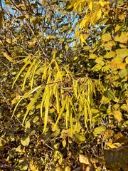 Salix schwerinii