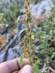 Amaranthus torreyi
