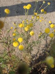 Foveolina dichotoma