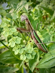 Tenodera sinensis