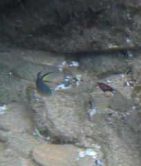 Pycnochromis nigrurus