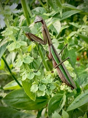 Tenodera sinensis