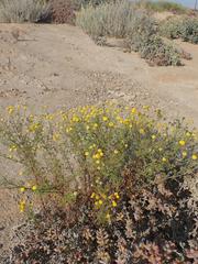 Foveolina dichotoma
