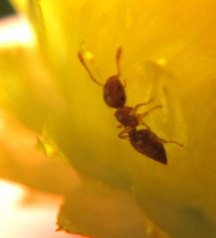Crematogaster natalensis
