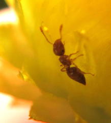 Crematogaster natalensis
