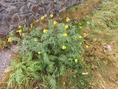 Tanacetum vulgare boreale