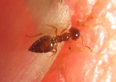 Crematogaster natalensis