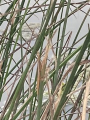 Leptysma marginicollis