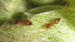 Crematogaster natalensis