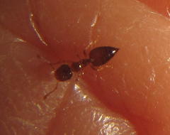 Crematogaster natalensis