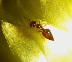 Crematogaster natalensis