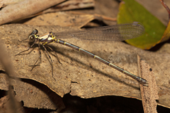 Austroargiolestes chrysoides