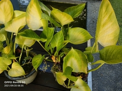 Homalomena rubescens