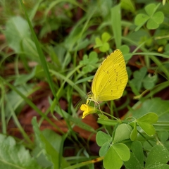 Eurema mandarina