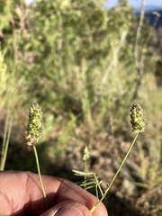 Dalea polygonoides