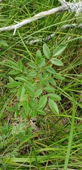 Rosa nitida