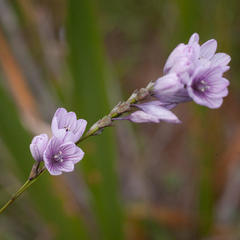 Ixia flexuosa