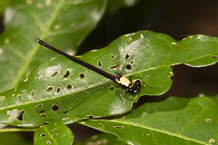 Austroargiolestes chrysoides