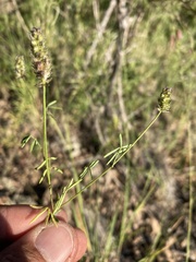 Dalea polygonoides