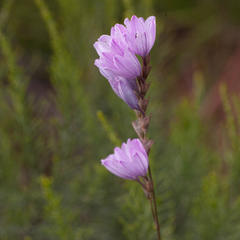 Ixia flexuosa
