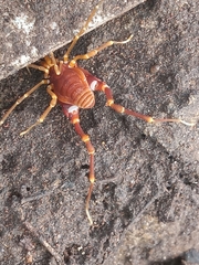 Pachyloides thorellii