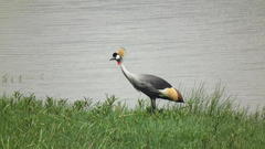 Balearica regulorum regulorum