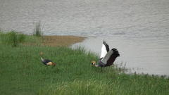 Balearica regulorum regulorum