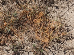 Cuscuta stenolepis